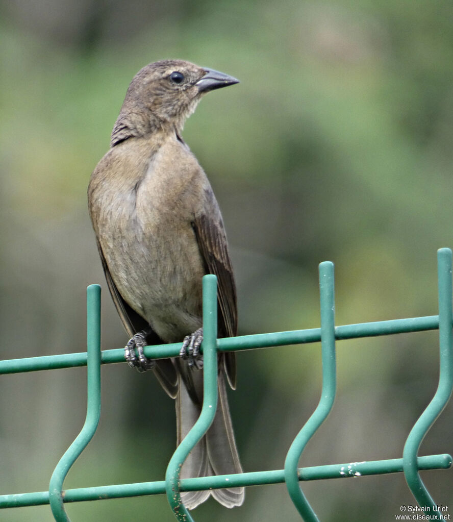 Shiny Cowbird female adult