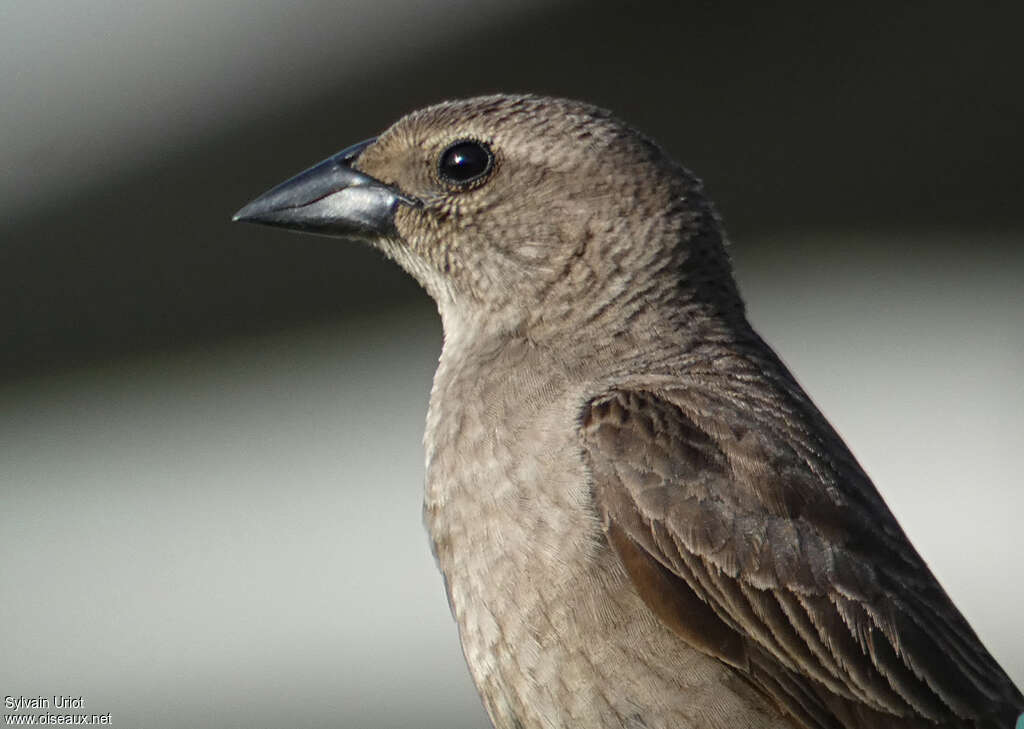 Shiny Cowbird female adult, close-up portrait