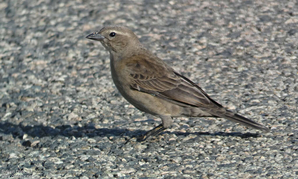 Shiny Cowbird female adult breeding, identification