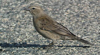 Shiny Cowbird