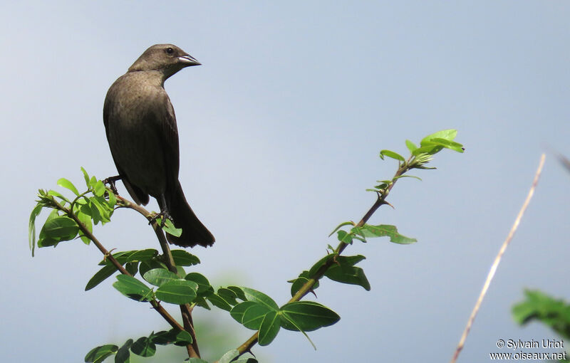 Shiny Cowbird female adult