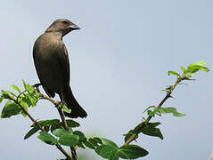 Shiny Cowbird