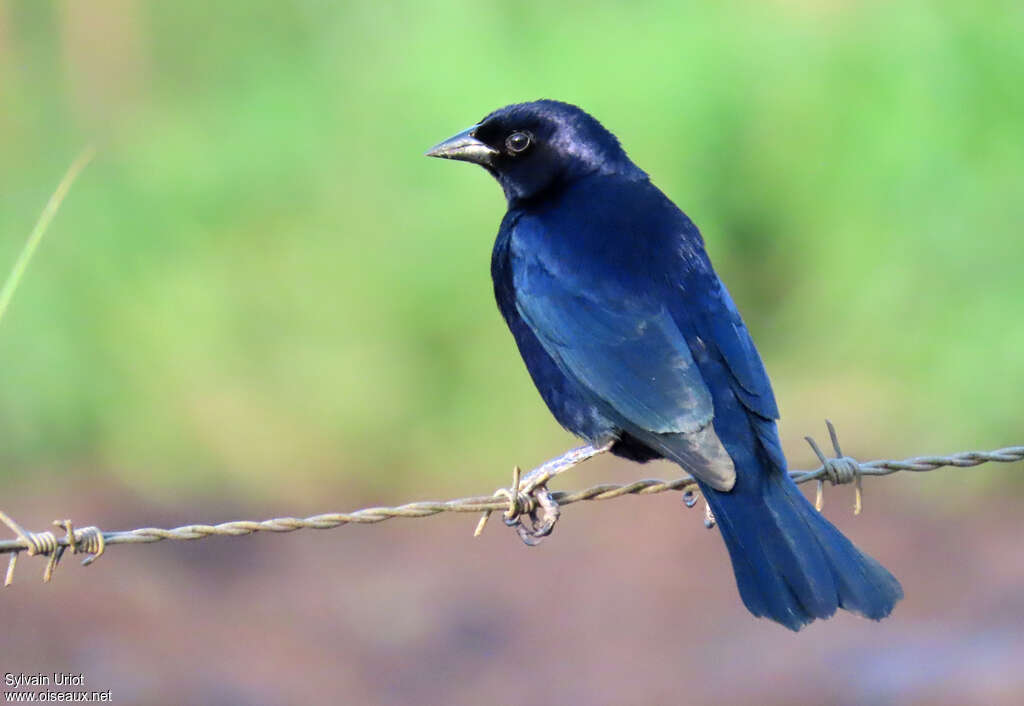 Shiny Cowbird male adult breeding, pigmentation