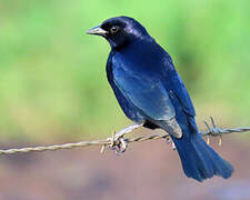 Shiny Cowbird