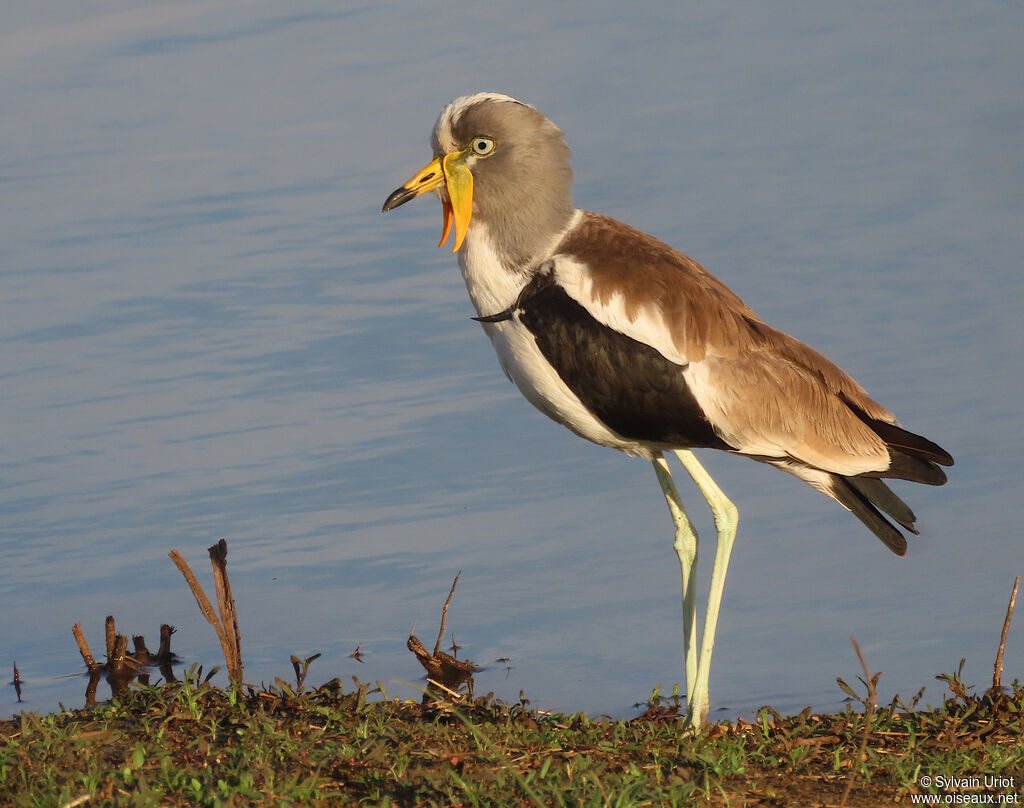 White-crowned Lapwingadult