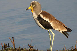 White-crowned Lapwing