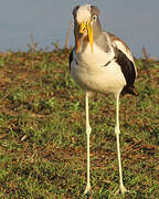 White-crowned Lapwing