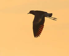 Blacksmith Lapwing