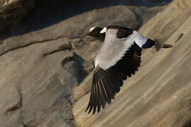 Blacksmith Lapwing