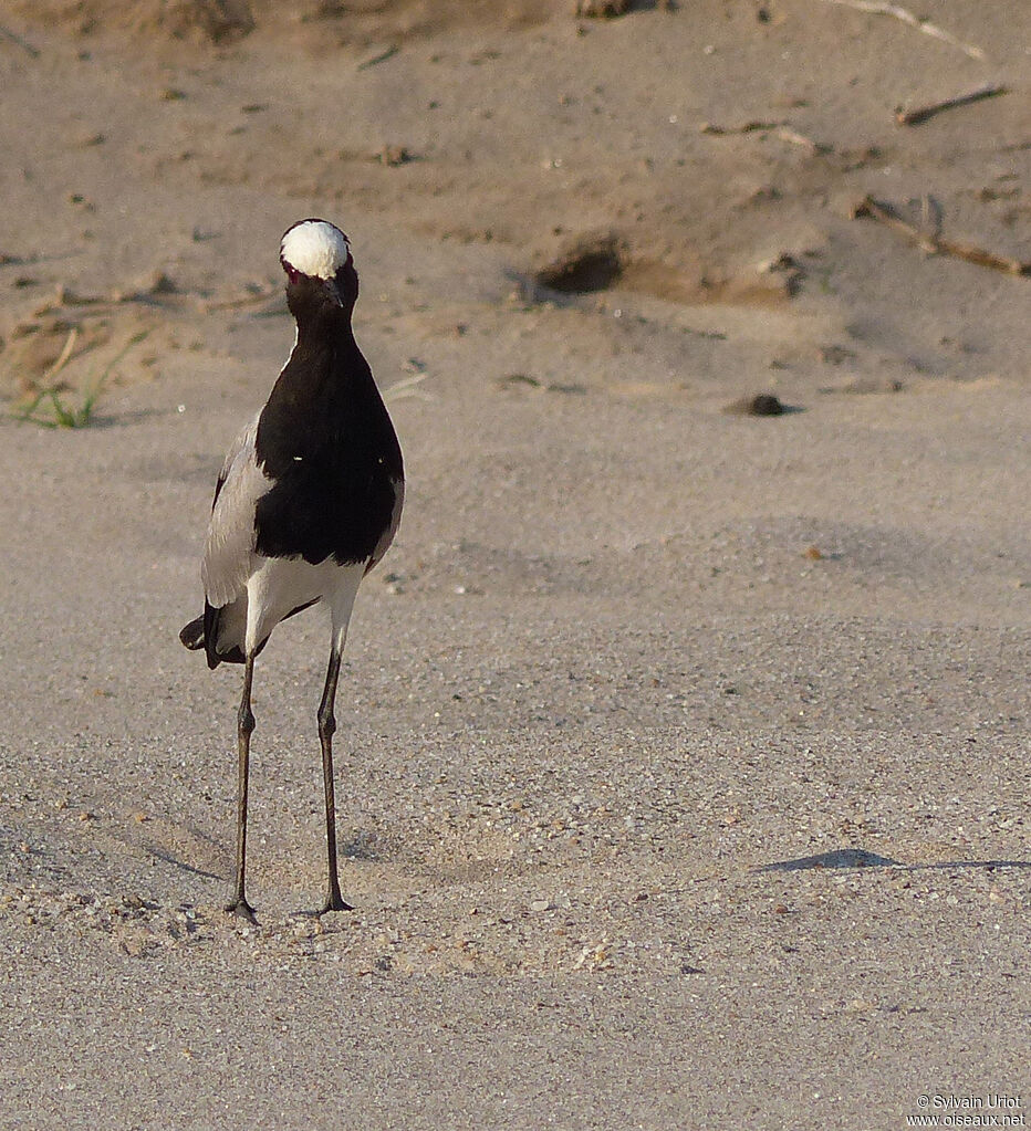 Blacksmith Lapwing