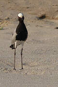 Blacksmith Lapwing