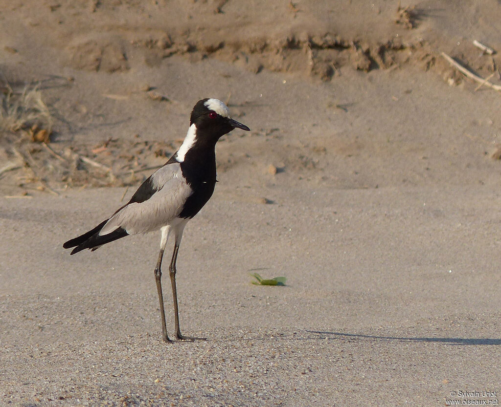 Blacksmith Lapwing