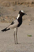 Blacksmith Lapwing