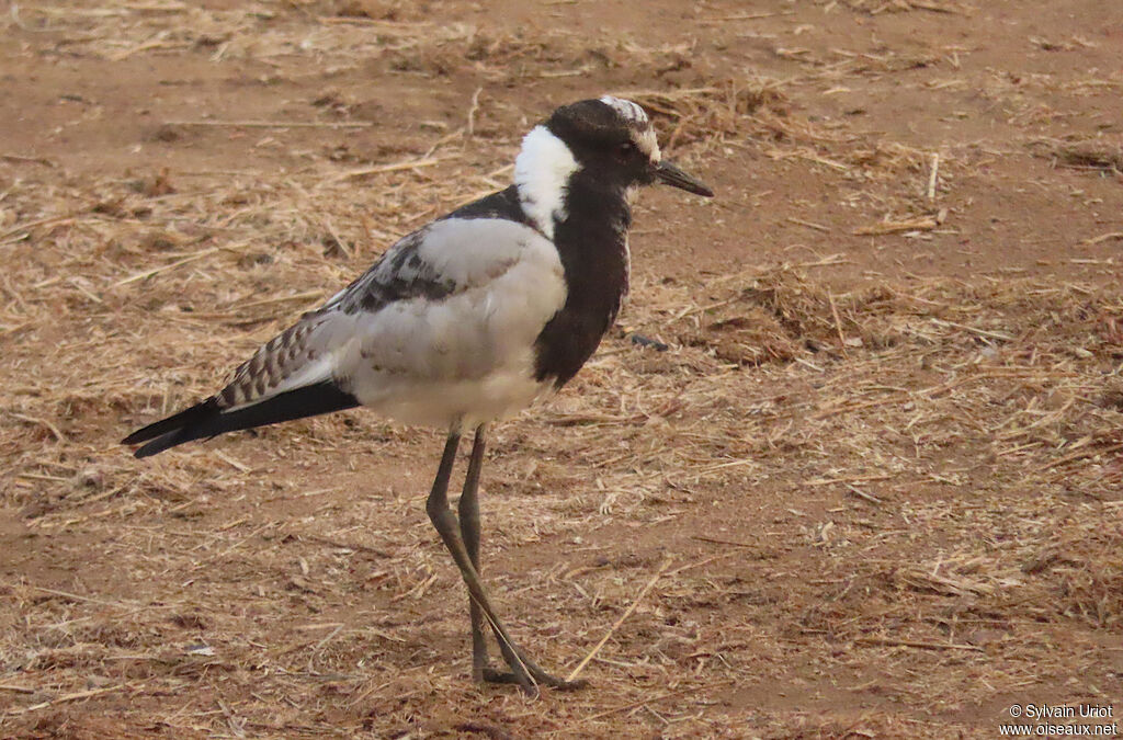 Blacksmith Lapwingjuvenile