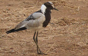 Blacksmith Lapwing