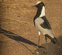 Blacksmith Lapwing