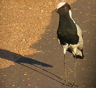 Blacksmith Lapwing