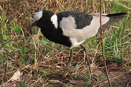 Blacksmith Lapwing