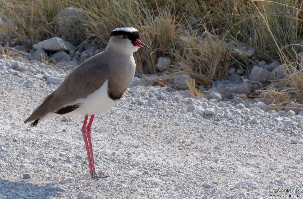 Crowned Lapwingadult