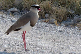 Crowned Lapwing