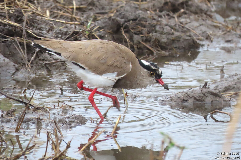 Crowned Lapwingadult