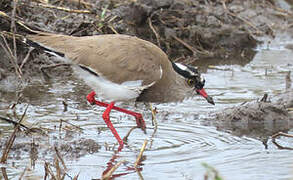 Crowned Lapwing