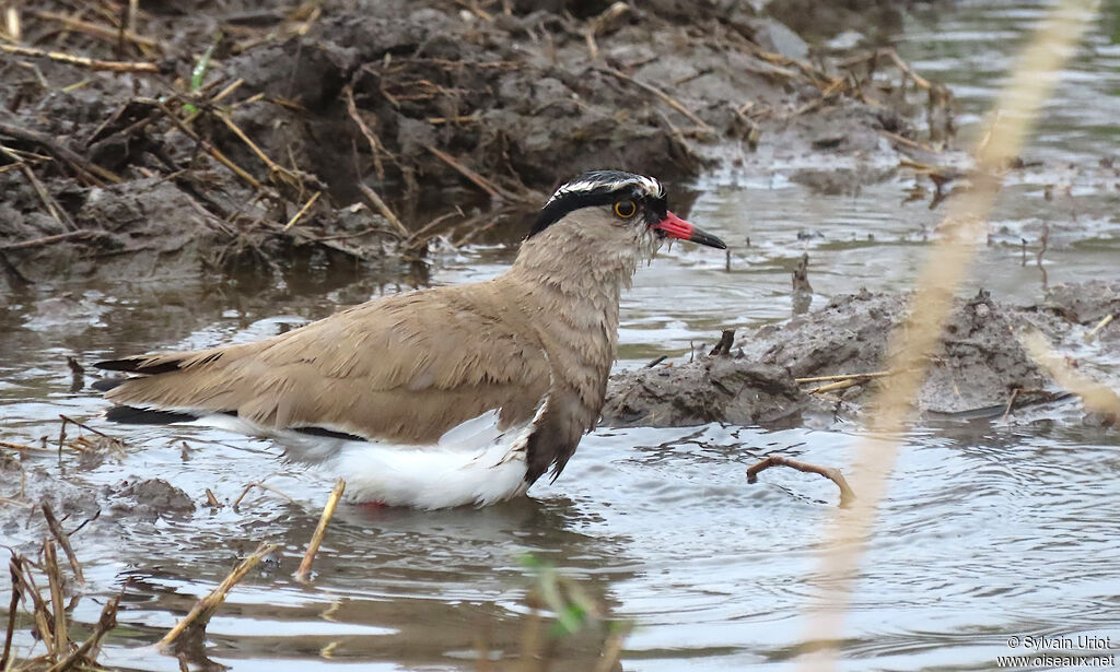 Crowned Lapwingadult