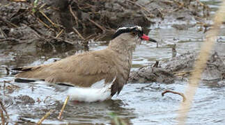 Crowned Lapwing