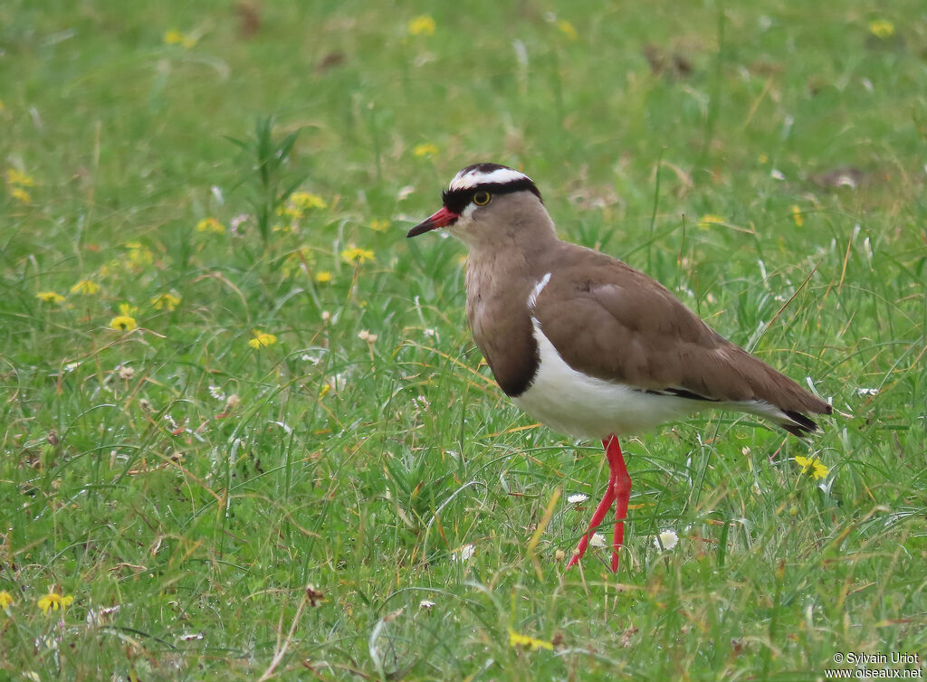 Crowned Lapwingadult