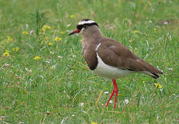 Crowned Lapwing