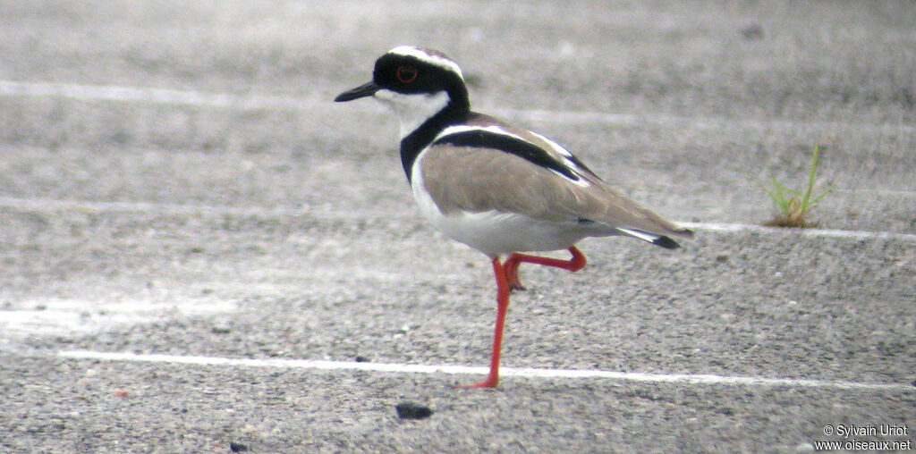 Pied Ploveradult