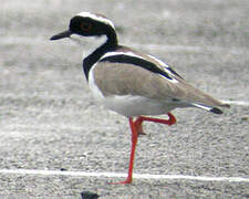 Pied Plover