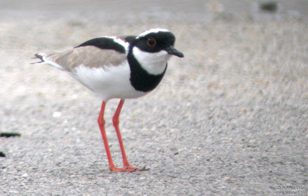 Pied Plover