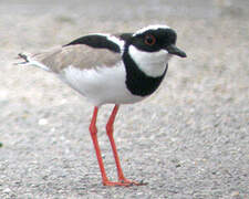 Pied Plover