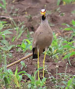 Vanneau du Sénégal