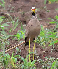Vanneau du Sénégal