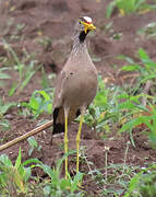 Vanneau du Sénégal
