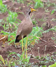 Vanneau du Sénégal