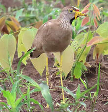 Vanneau du Sénégal