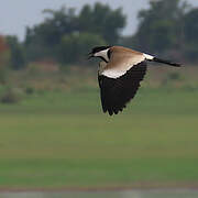 Spur-winged Lapwing