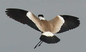 Spur-winged Lapwing