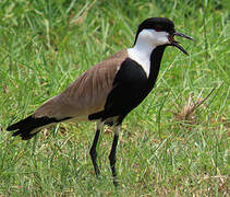 Spur-winged Lapwing