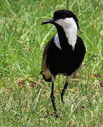 Spur-winged Lapwing