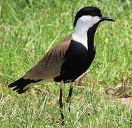 Spur-winged Lapwing