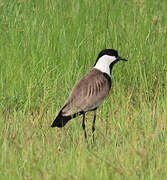 Spur-winged Lapwing