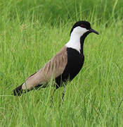 Spur-winged Lapwing