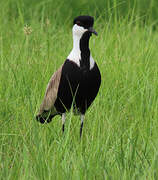 Spur-winged Lapwing