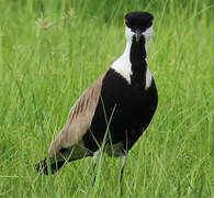 Spur-winged Lapwing