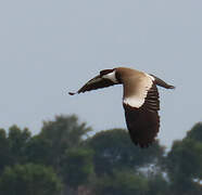 Spur-winged Lapwing