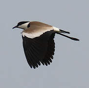 Spur-winged Lapwing
